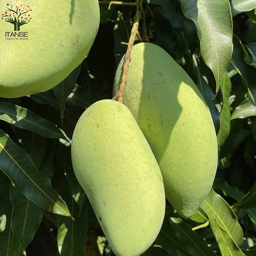 Amazon.co.jp: マンゴーの苗木 品種:ナンドクマイ 6号硬質ポット